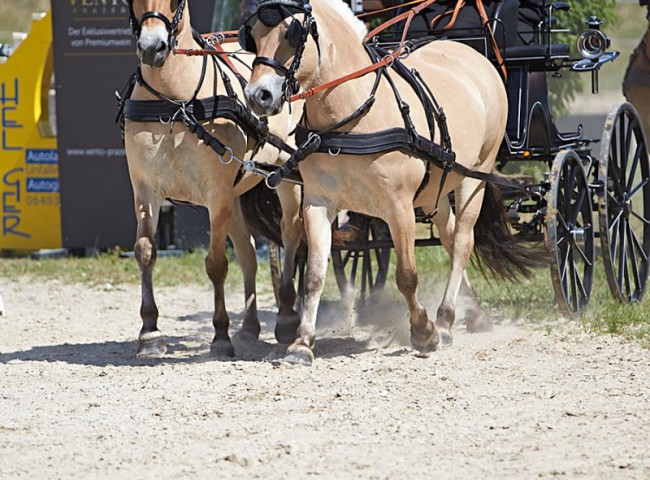 2023MueckePonyJub0095