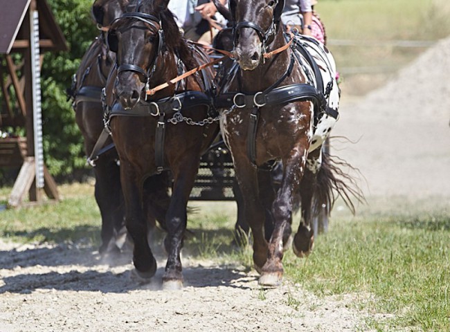 2023MueckePonyJub0098