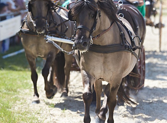 2023MueckePonyJub0102