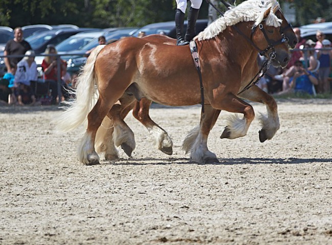 2023MueckePonyJub0104