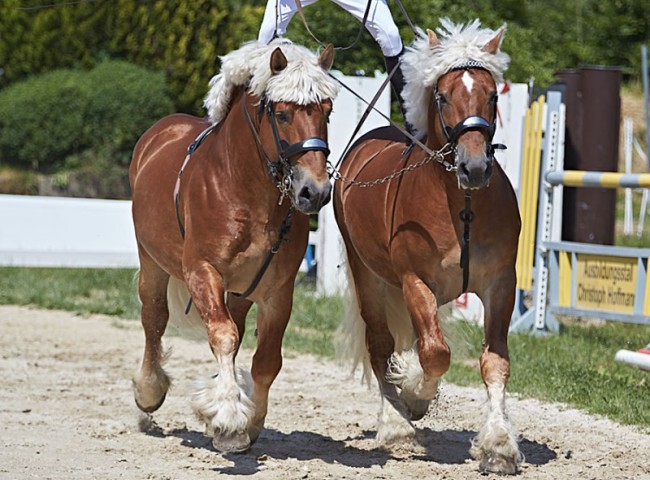 2023MueckePonyJub0105