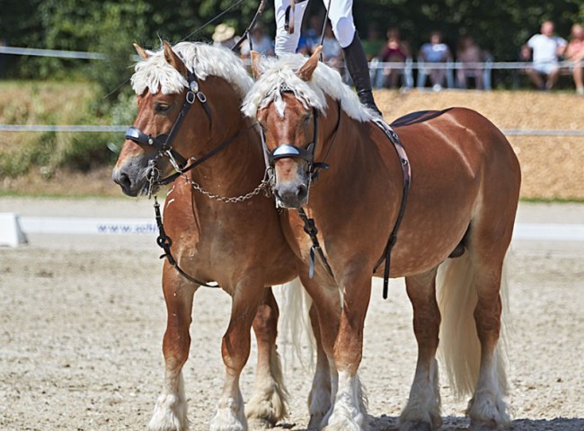 2023MueckePonyJub0115