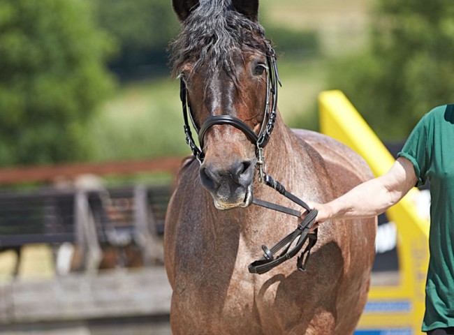 2023MueckePonyJub0135