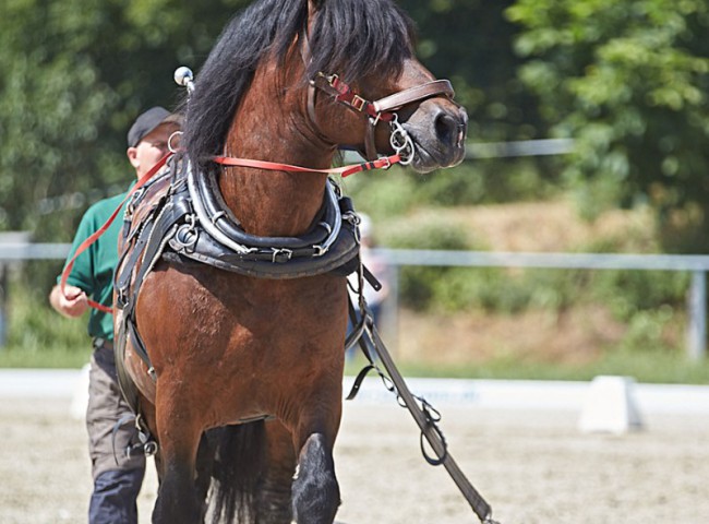 2023MueckePonyJub0146