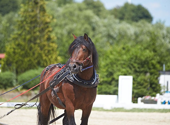 2023MueckePonyJub0150