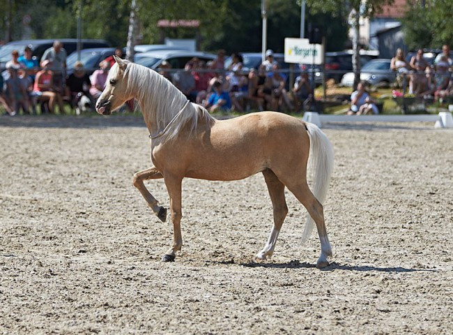 2023MueckePonyJub0284