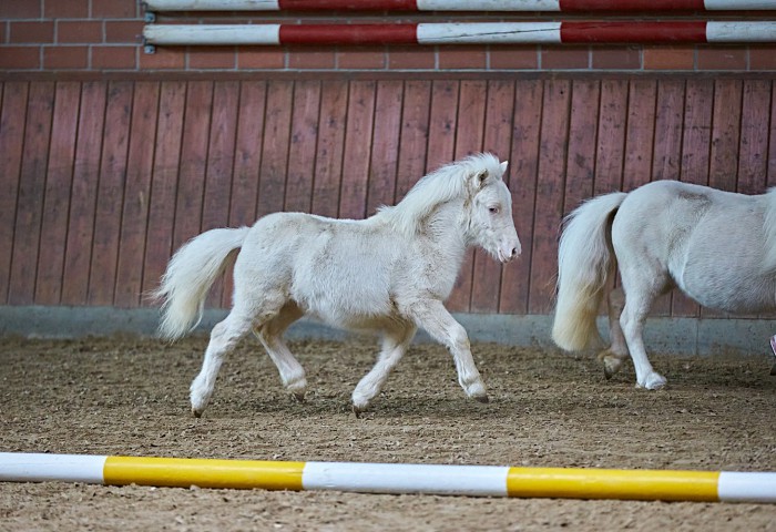 Avocado von der Blumenwiese   (Katalog Nummer 7)