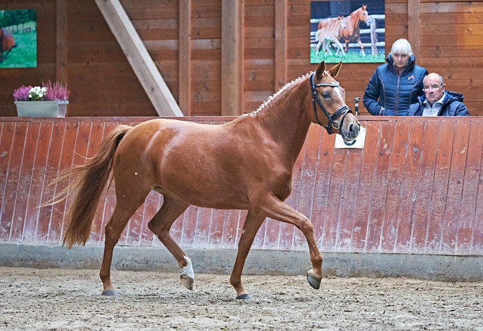 Stutbucheintragung Stute Melitta  Deutsches Reitpony  ZG Woytaszek