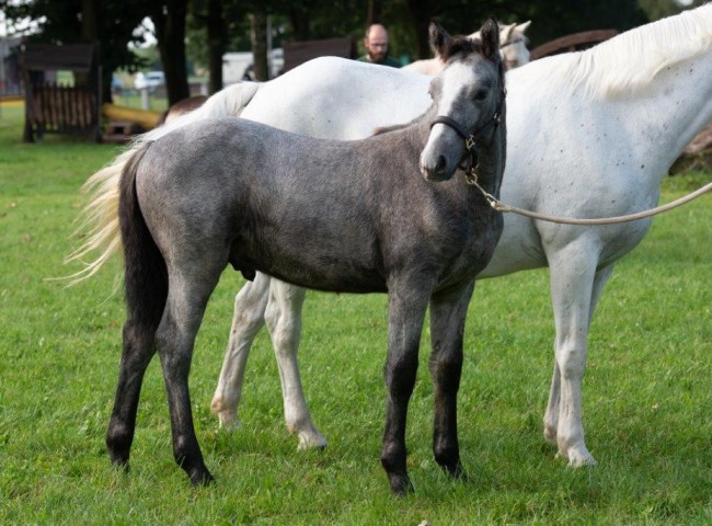 Charles - Reservesiegerfohlen
