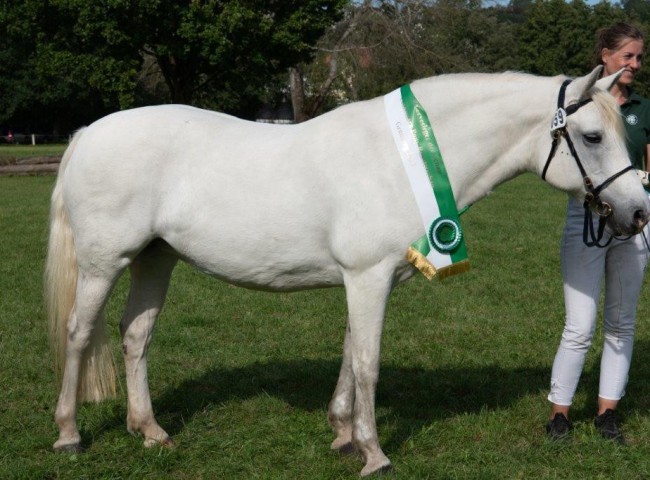 Jona 1 Platz 11-17 - Reservesieger