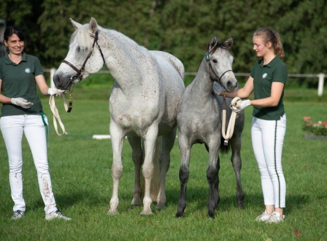 Rioghnach Siegerfohlen