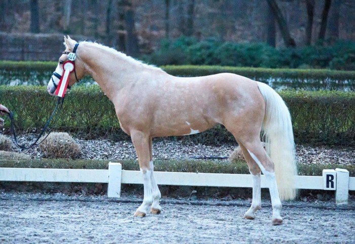 Chester M Dt Reitpony