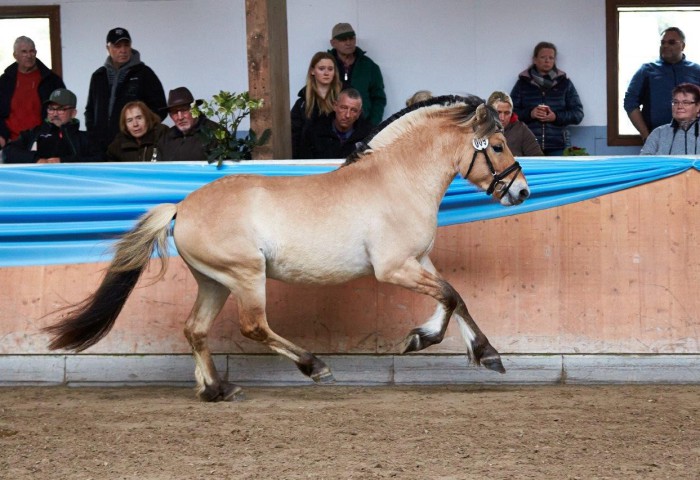 Fjord Hengst Visselbo