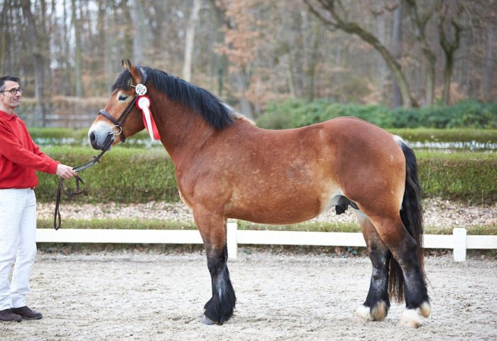 Gimli Rheinisch Dt Kaltlblut