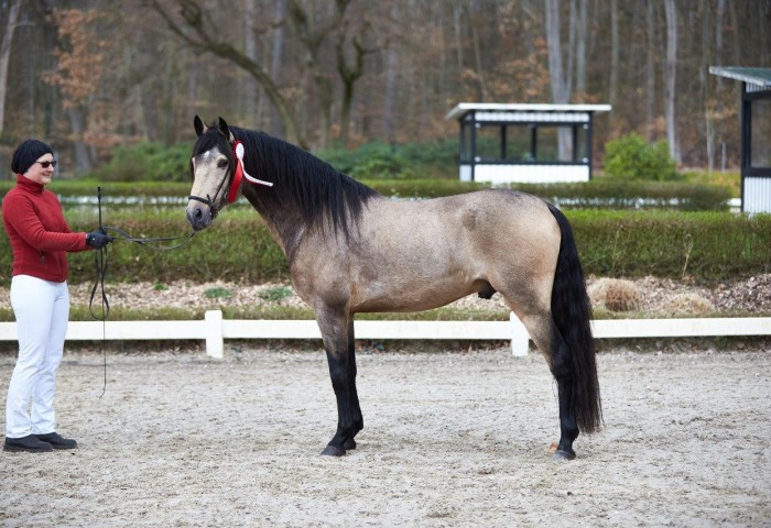 Siegerhengst der Körung - Paso Iberoamerikano Amber de Monte