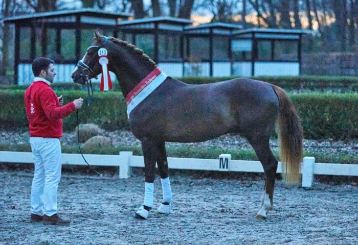 Sieger der Deutschen Reitpony D-Gold Royale AT