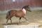 Shetland Pony GREYGROUND MAN AT WORK