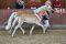 Haflinger Ambiente  Züchter Bernd Kothe, Staufenberg