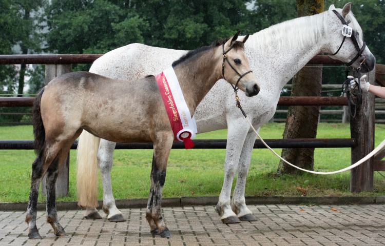 Glaskopf Gentle Rhaelynn (Connemara) Z Sophie Bachmann, Glashüttten