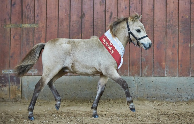 Kaleo vom Körler Berg Deutsches Classic Pony