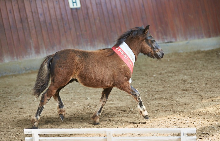 Shetland Pony GREYGROUND MAN AT WORK