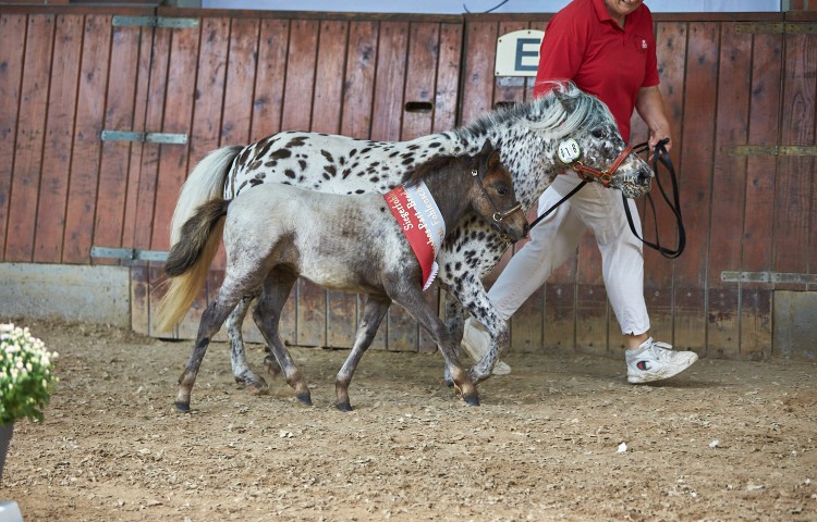 Sieger Deutsches Part-Berd Shetland Lendorfs Kiba