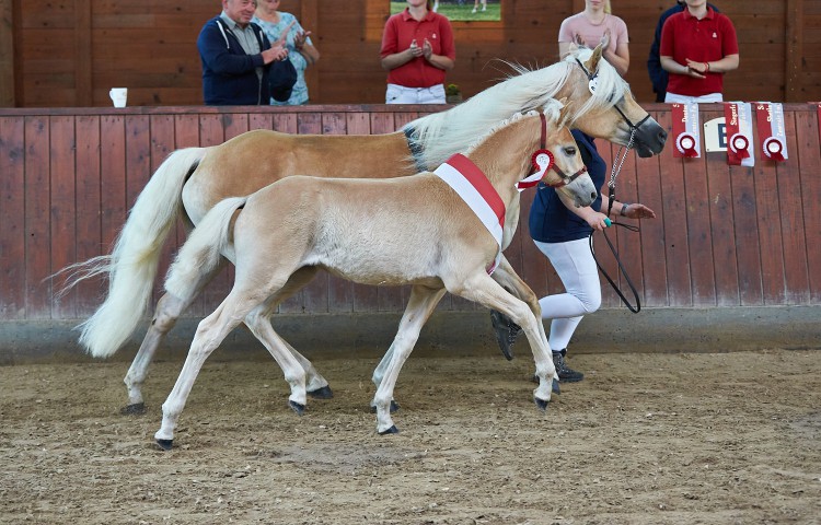 Haflinger Ambiente Züchter Bernd Kothe, Staufenberg