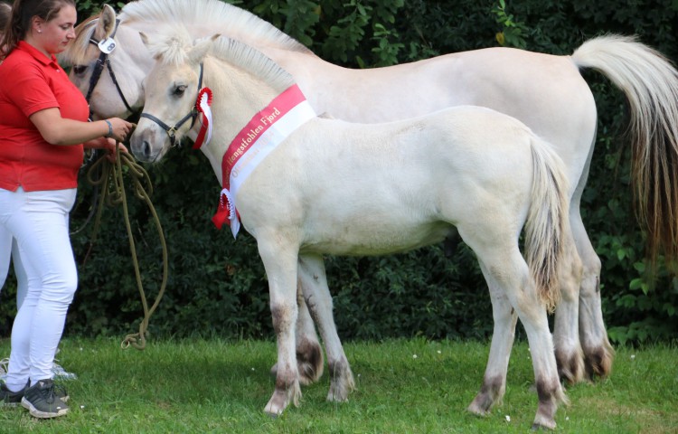 Gesamtsiegerhengstfohlen VinesonFjellhorn