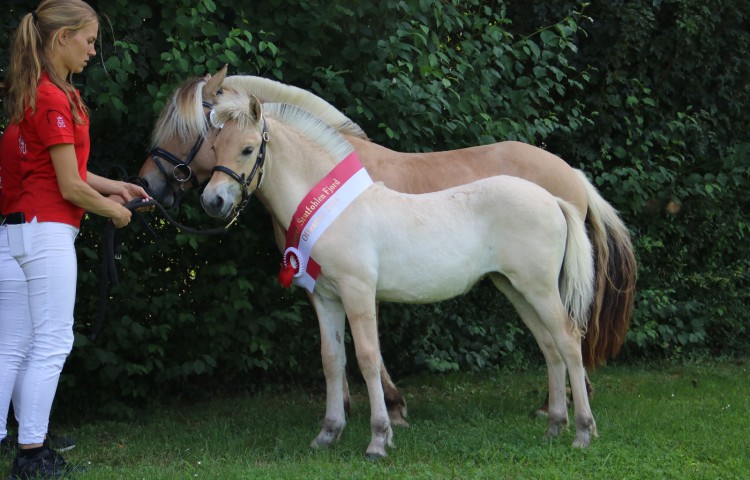 Gesamtsiegerstutfohlen Frija