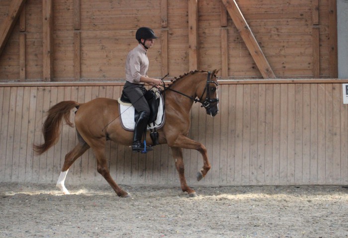 Nico Müller mit Kastanienhofs Cold as Ice in der Abschlussprüfung