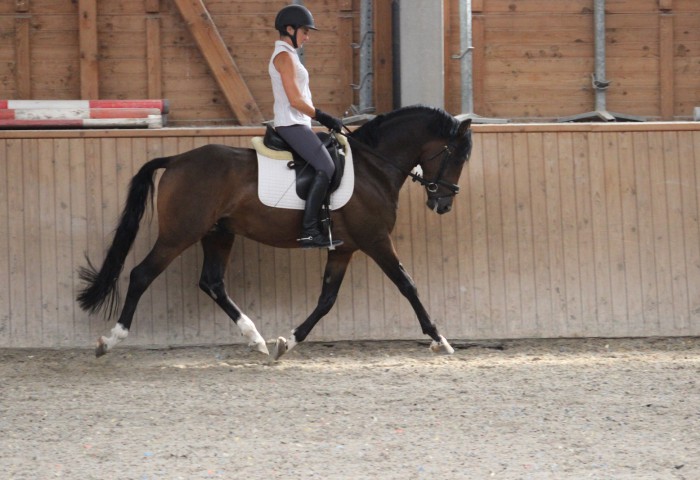 Weidners Dark Knight mit Fremdreiterin Corinna Kühler