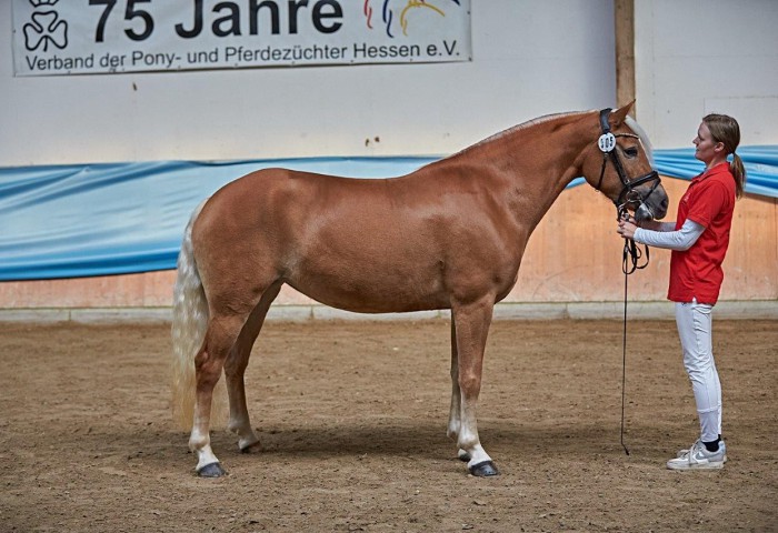 Edelblutstute 3jährig