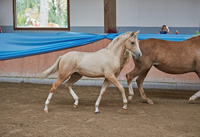 Reitponyfohlen von Anja Mayer, Bad Kissingen