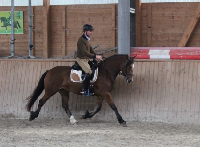 Terra Amazing Grace beim Grundgangartentest mit Nico Müller