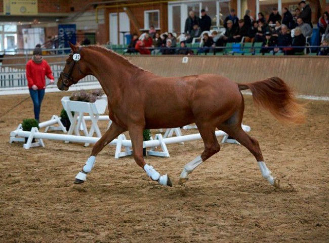 Designed by v.H. beim Freilaufen