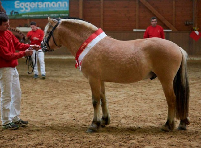 Maurids - Siegerhengst der Körung