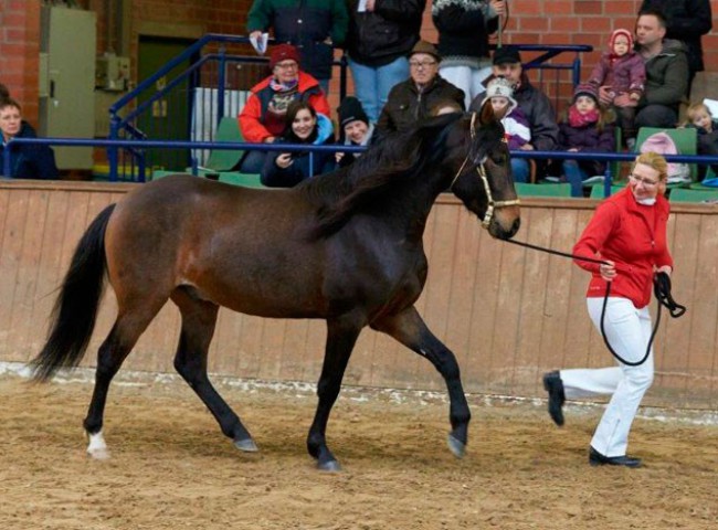 Universo del Gavilan an der Hand