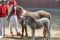 Beste Stute Deutsches Part Bred Shetland 