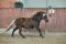 Deutsches Classic Pony 