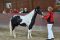 Paso Fino Stute