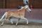Siegerstute Haflinger