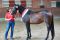 Siegerstute Deutsches Reitpony 