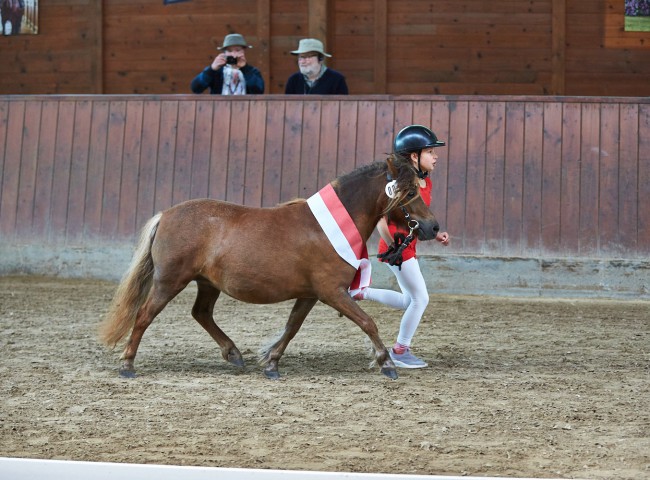 Siegertute Shetland im Trab