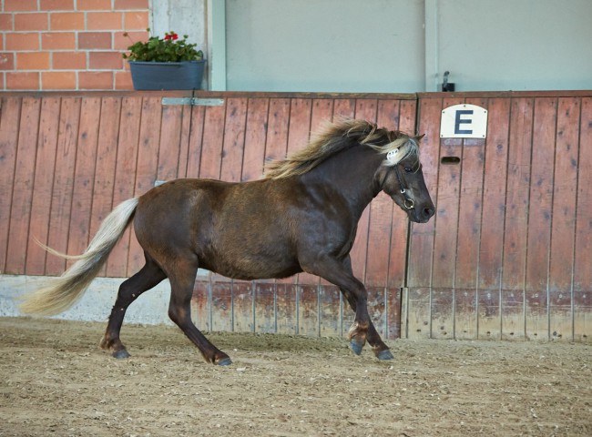 Deutsches Classic Pony