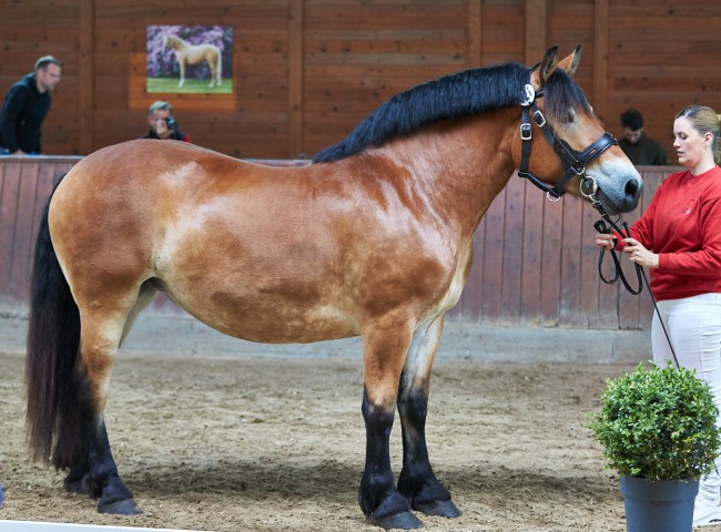 Cati vom Hessehof Rheinisch Dt. Kaltblut