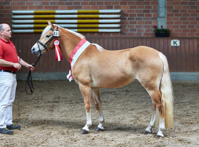 Siegerstute Edelbluthaflinger