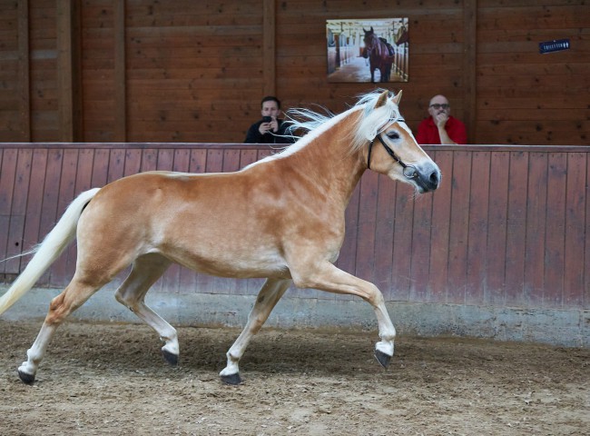 Siegerstute Haflinger