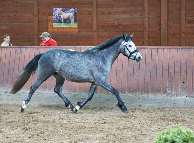 Siegerstute Conneamara 2025