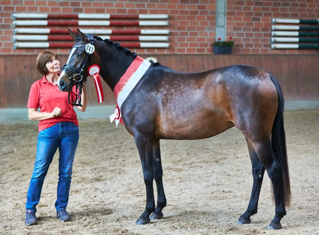 Siegerstute Deutsches Reitpony