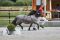 Siegestute Shetland Pony  B. Franca Lange